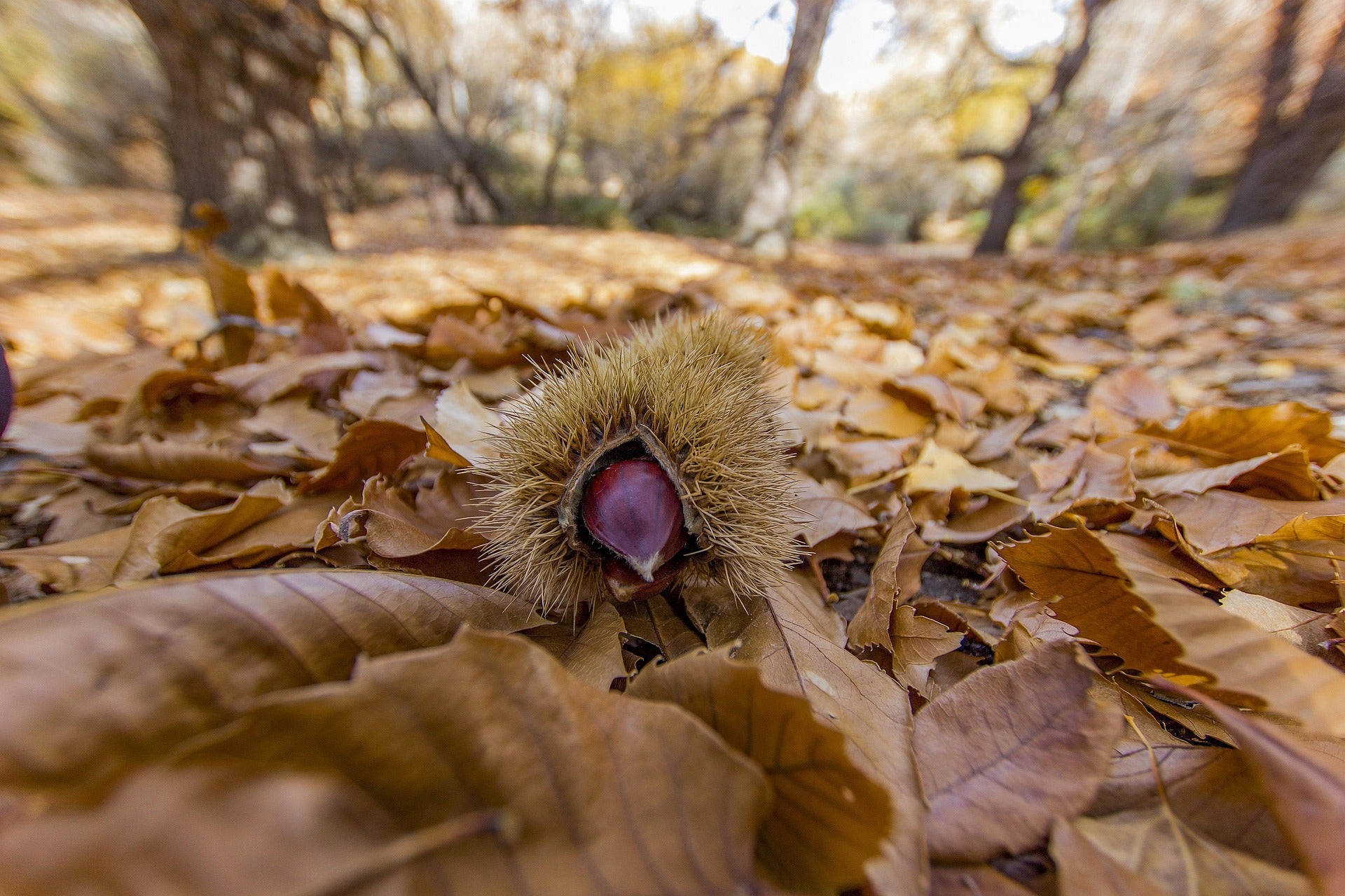 Fresh chestnuts in autumn at The Dusty Nut farm — Sacramento, California